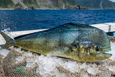 這款來自台灣東部黑潮的鬼頭刀（又稱飛烏虎），絕對是定置漁場裡最具代表性、也最符合「海洋永續」理念的明星魚種！圖片